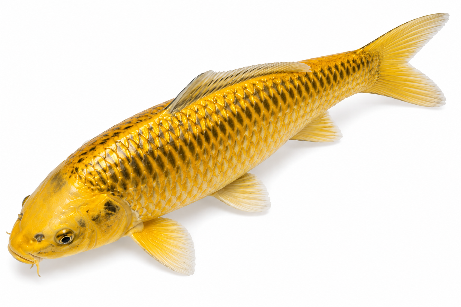 Shop for Nezu Ogon koi fish online from Fitz’s Fish Ponds. Discover rare metallic gray-bronze koi prized for their quiet elegance, shine, and contrast in the pond.