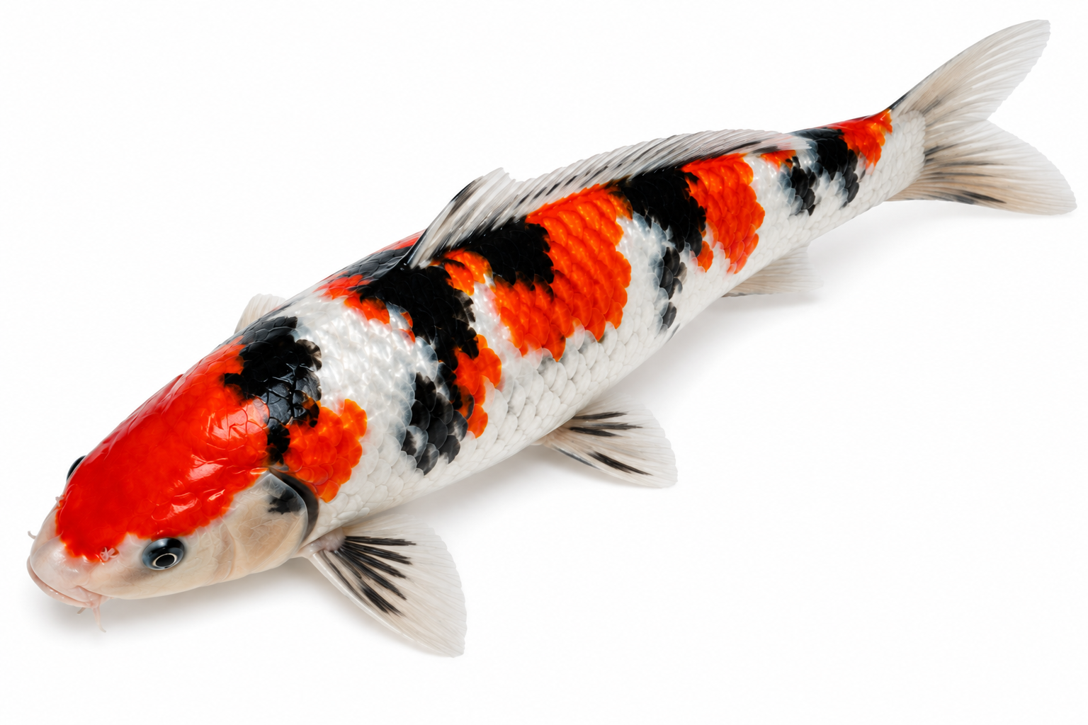 Shop for Nisai koi fish online from Fitz’s Fish Ponds. Discover second-year koi with stronger body shape, vibrant color, and excellent growth potential.
