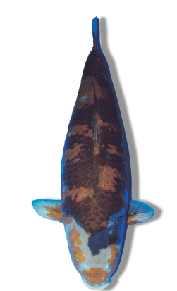 Shop Ochiba Utsuri koi fish online from Fitz’s Fish Ponds.