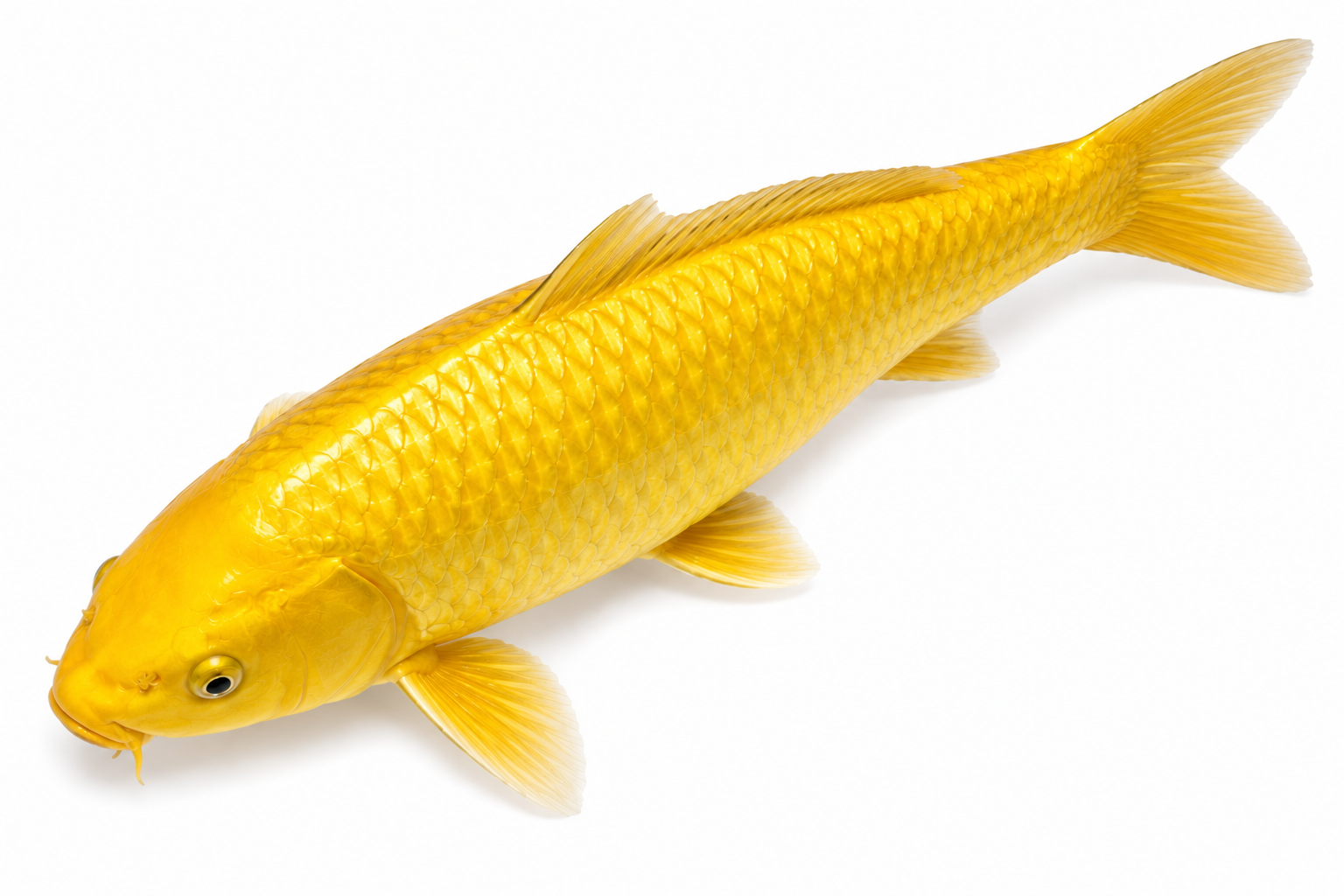 Shop for Ogon koi fish online from Fitz’s Fish Ponds. Discover brilliant metallic koi prized for radiant color, fast growth, and friendly personalities.