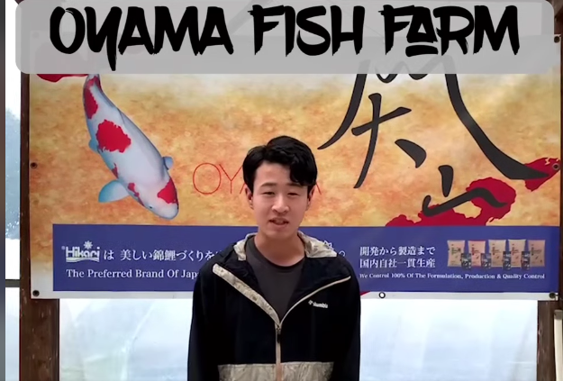 Oyama Koi Farm in Hiroshima, Japan, is known for breeding stunning, rare Aragoke Ginrin koi, as well as Gosanke and Kawarigoi. 