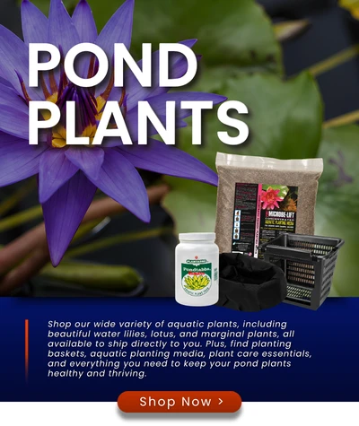 Pond Plants — Shop Now