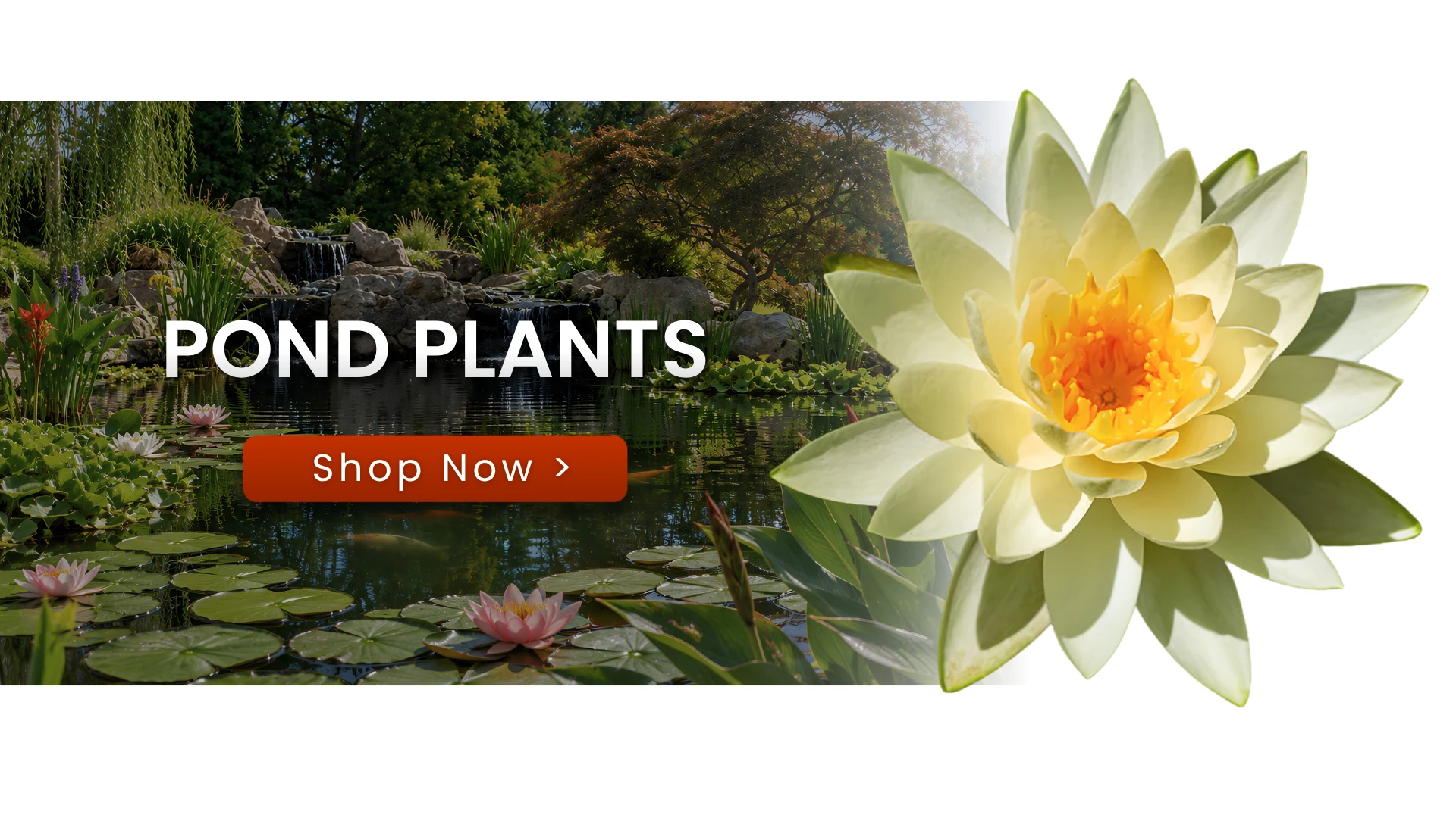 Pond Plants — Shop Now