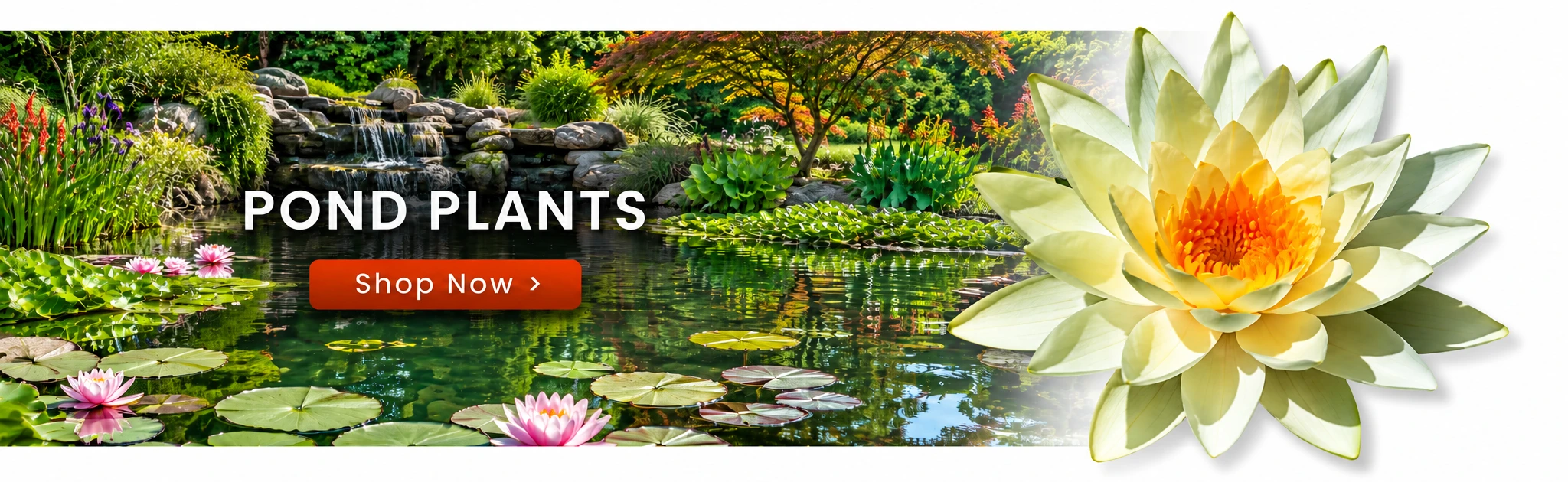 Pond Plants — Shop Now