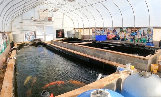Koi holding tanks inside the Milford koi farm greenhouse