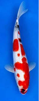 Red and white koi