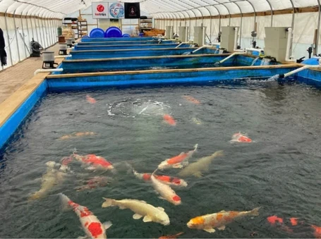 Koi swimming in a farm holding tank