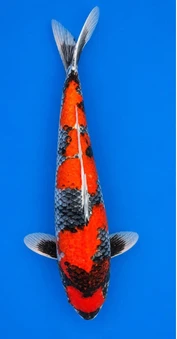 Red, white and black koi