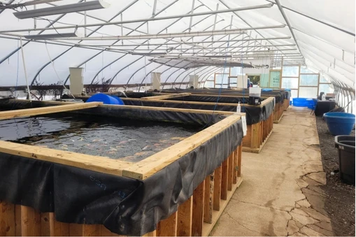 Rows of koi tanks at the Milford koi farm