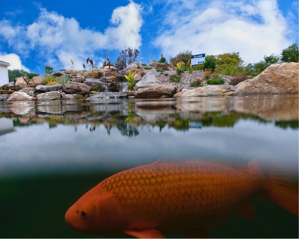 Large orange koi swimming below a rock waterfall