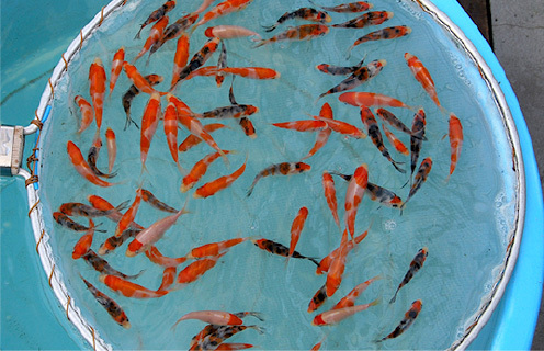 Buy elite koi from Sakai Koi Farm, Japan’s leading breeder of jumbo Kohaku, Sanke, and Showa. Hand-selected by Fitz’s Fish Ponds for serious collectors.