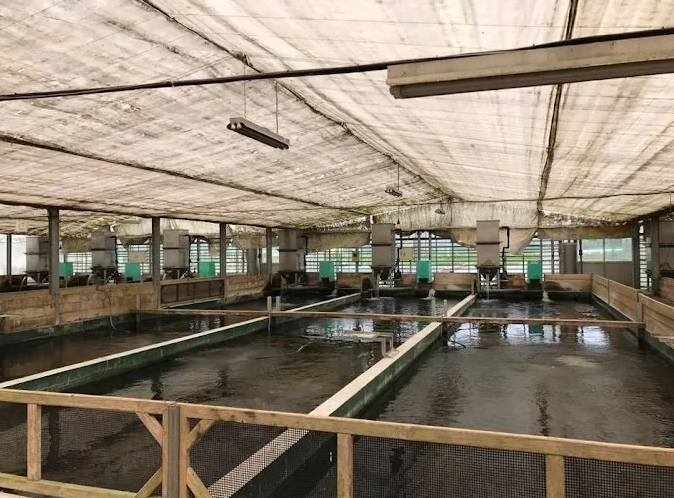 Buy elite koi from Sakai Koi Farm, Japan’s leading breeder of jumbo Kohaku, Sanke, and Showa. Hand-selected by Fitz’s Fish Ponds for serious collectors.