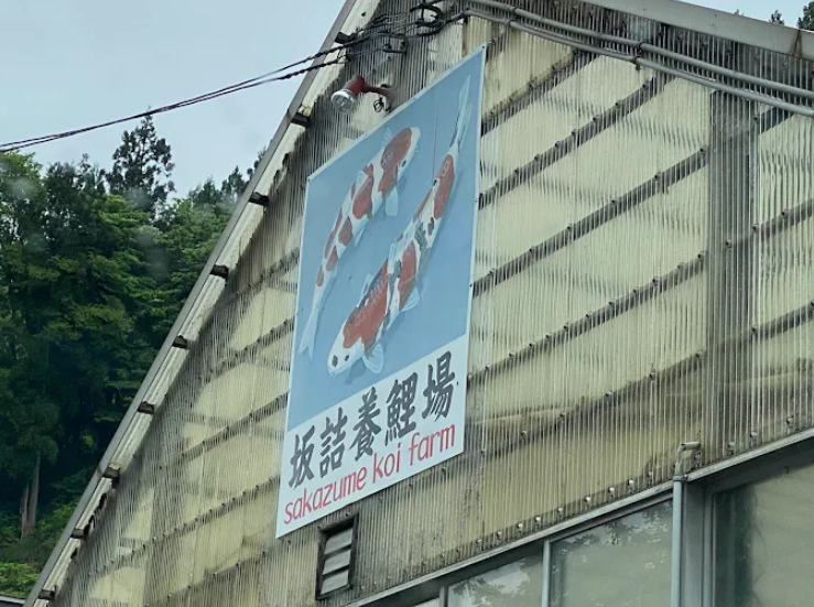 Discover stunning Koromo, Aigoromo, and traditional varieties from Sakazume Koi Farm, a renowned Japanese breeder based in Ojiya.