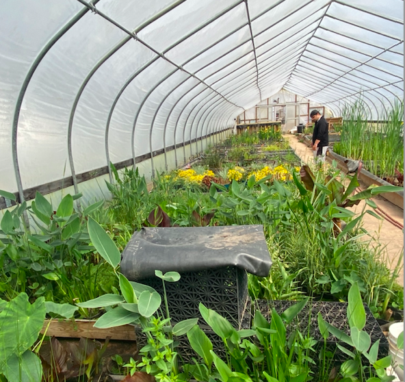 plant greenhouse