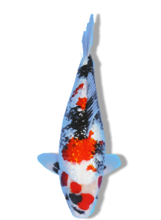 Shop Ginrin Showa Koi Online