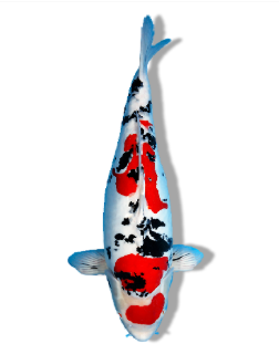 Shop for Doitsu Sanke Koi Fish Online