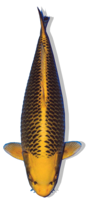 Shop Our Selection of Ki Matsuba Koi Fish Online – Bright Yellow Koi with Bold Pinecone Pattern