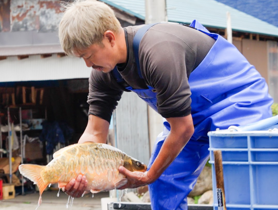 Shop Marushin koi online, featuring Hi Utsuri, Benigoi, and Showa bred for vivid colors, bold markings, and premium body shapes.