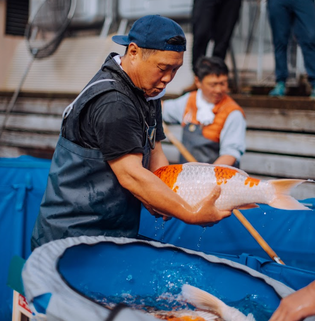 Explore options for amazing koi from Hiroi Koi Farm, renowned for bold pattern development and premium varieties like Doitsu Showa, Ginrin Showa, and more.