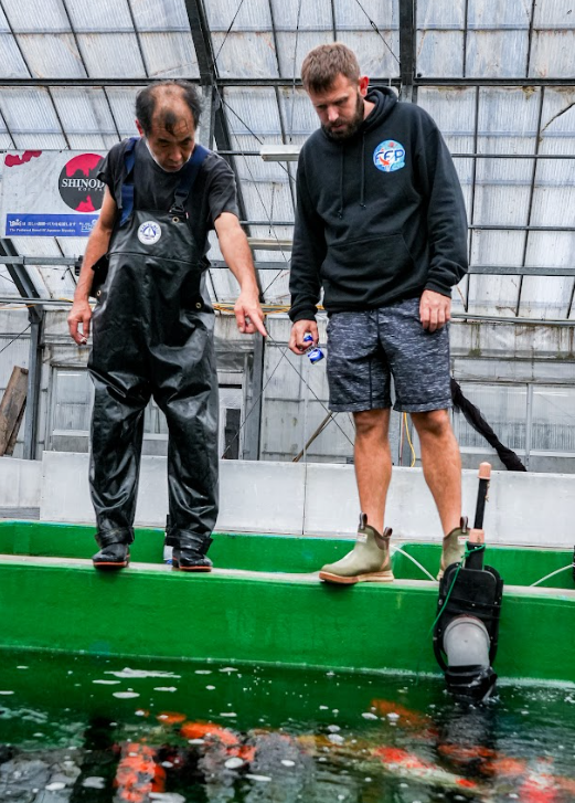 Buy striking koi from Shinoda Koi Farm, a specialist breeder in Hi Utsuri and Doitsu Showa, hand-selected in Niigata for Fitz’s Fish Ponds customers.