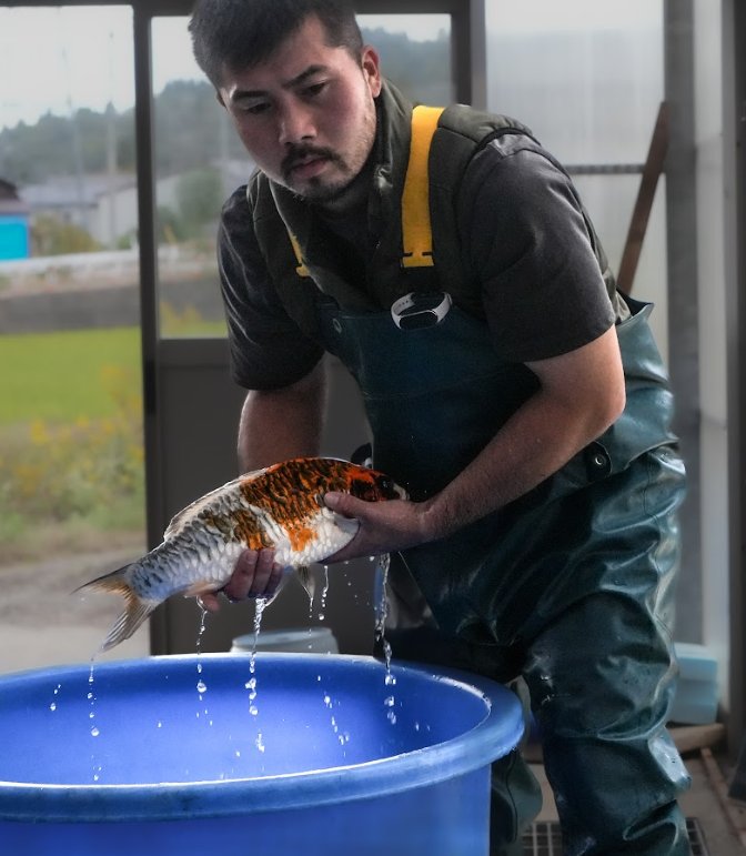 Shop Miyatora koi online. It is renowned for vibrant Gosanke, unique Doitsu varieties, and over a century of koi breeding excellence from Niigata, Japan.