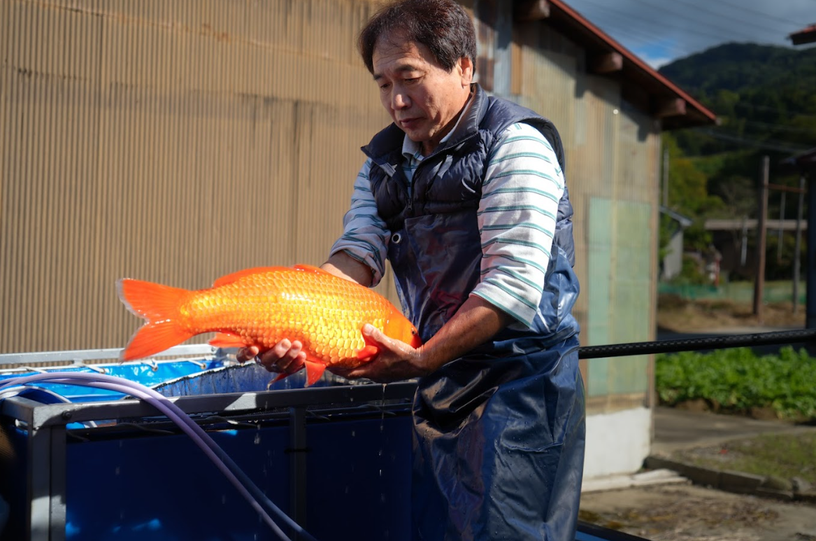 Buy show-ready koi from Otsuka Koi Farm, Japanese breeders known for elegant Kohaku, Sanke, and Showa. Hand-selected for Fitz’s Fish Ponds customers.