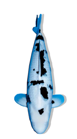 Shop Shiro Bekko koi fish online from top breeders