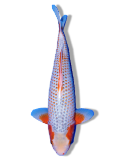 Shop Our Selection of Asagi Koi Fish Online