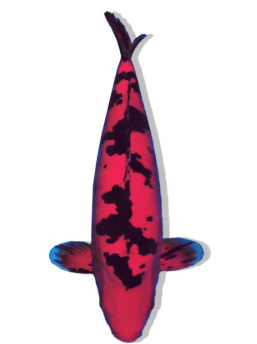 Shop Doitsu Aka Matsuba koi fish online from top breeders.