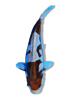 Shop Doitsu Ochiba Koi Fish Online