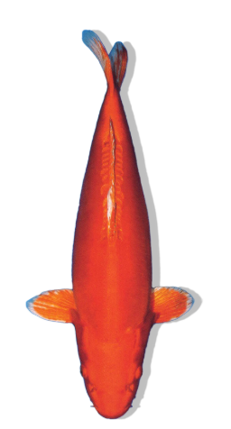 Shop Our Selection of Doitsu Orenji Ogon Koi Fish Online – Vibrant Orange Shine on a Sleek, Scaleless Body 