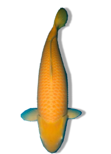 Buy Kigoi Koi Fish Online – Solid Yellow, Gentle Pond Stars