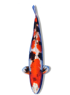 SHOP OUR SELECTION OF KIN SHOWA KOI FISH ONLINE