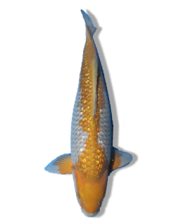 Shop Ginrin Ochiba Koi Fish Online