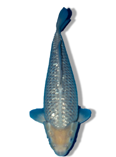 Shop Ginrin Soragoi Koi Fish Online
