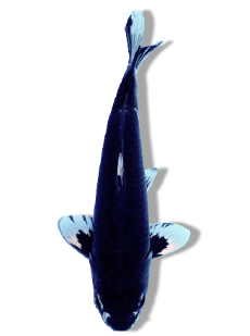 Shop Hajiro Koi Fish Online