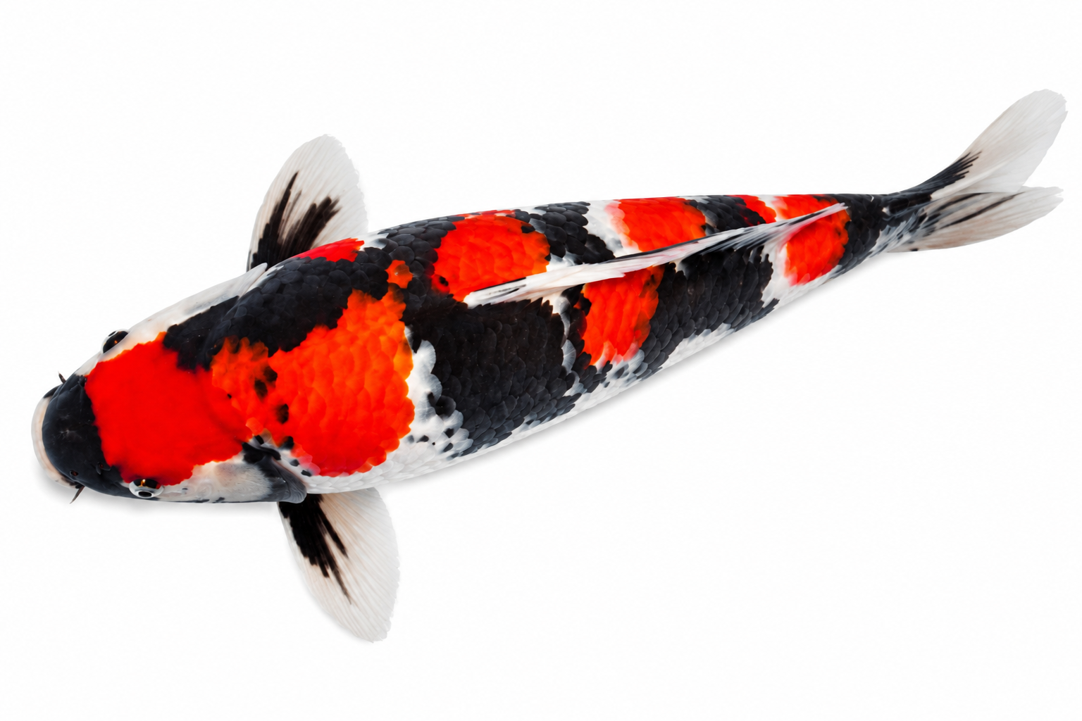 Shop Hi Showa koi fish online from Fitz’s Fish Ponds