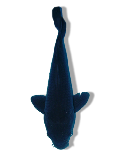 Shop Karasugoi Koi Fish Online