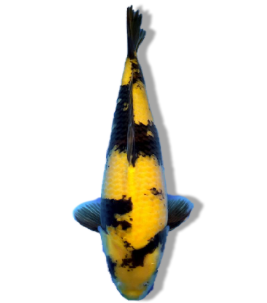 Shop Ki Utsuri Koi Fish Online 