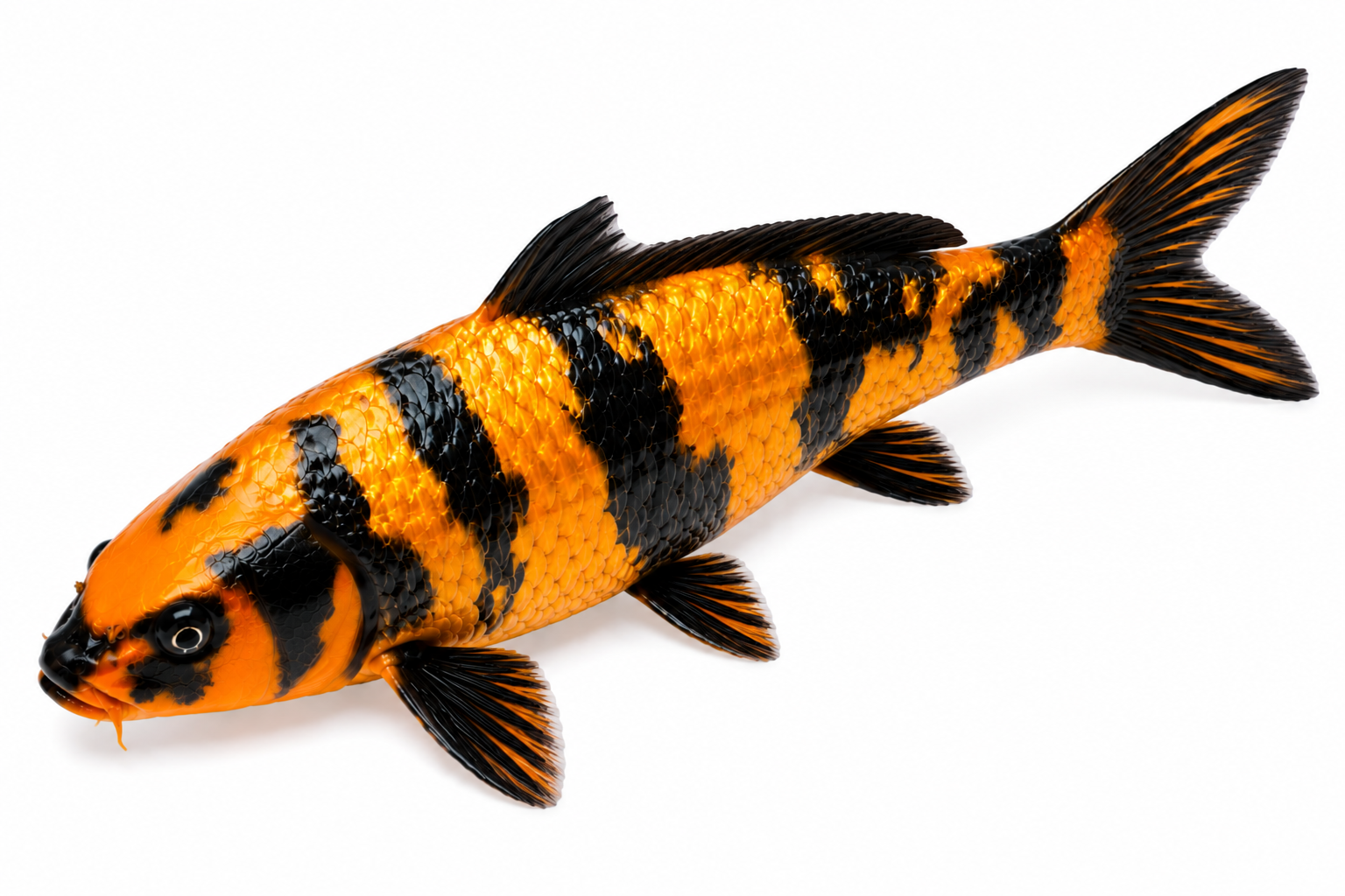Shop Kin Hi Utsuri koi fish online from Fitz’s Fish Ponds.