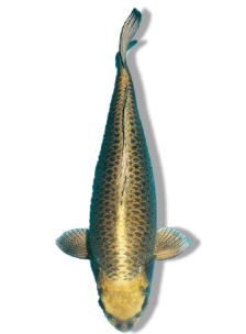 Shop Kin Kabuto Koi Fish Online