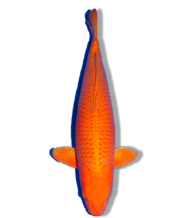Shop Our Selection of Orenji Ogon Koi Fish Online
