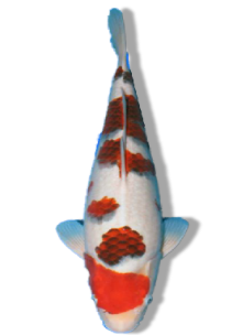 Shop Our Selection of Ai Goromo Koi Fish Online