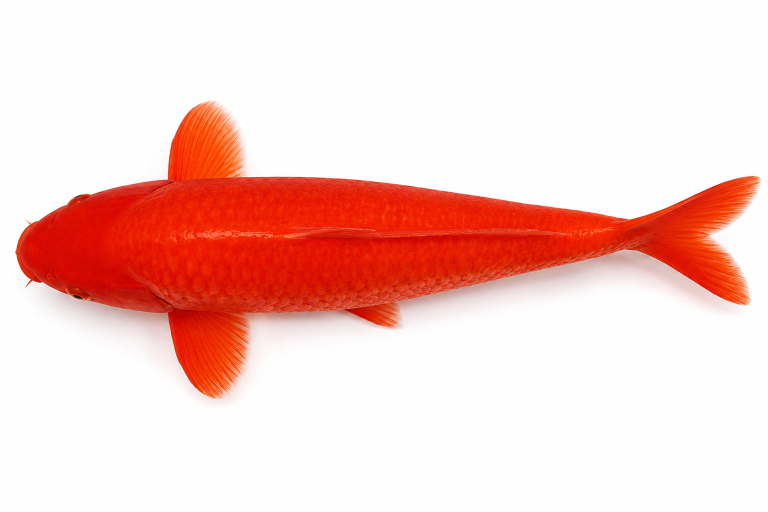 SHOP OUR SELECTION OF BENI MUJI KOI FISH ONLINE 