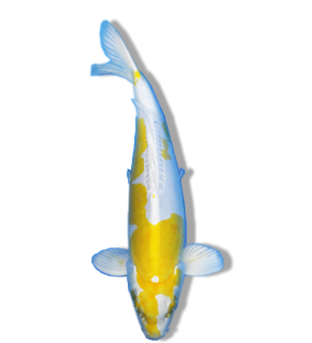 Shop Our Selection of Doitsu Hariwake Koi Fish Online