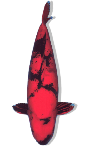 Doitsu Hi Utsuri Koi Fish