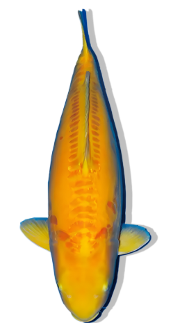 Shop Our Selection of Doitsu Kigoi Koi Fish Online – Smooth Golden Shine with a Gentle Temperament