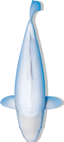 Shop Our Selection of Doitsu Shiro Muji Koi Fish Online – Sleek Simplicity in Solid White Elegance