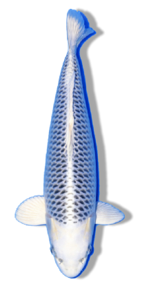 Shop Our Selection of Gin Matsuba Koi Fish Online – Silvery Shine with Pine Cone Pattern Perfection