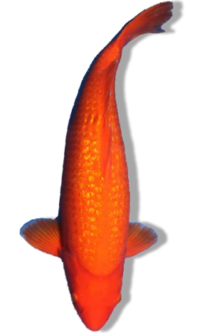 Shop Our Selection of Ginrin Benigoi Koi Fish Online – Fiery Red Elegance with Sparkling Diamond Scales